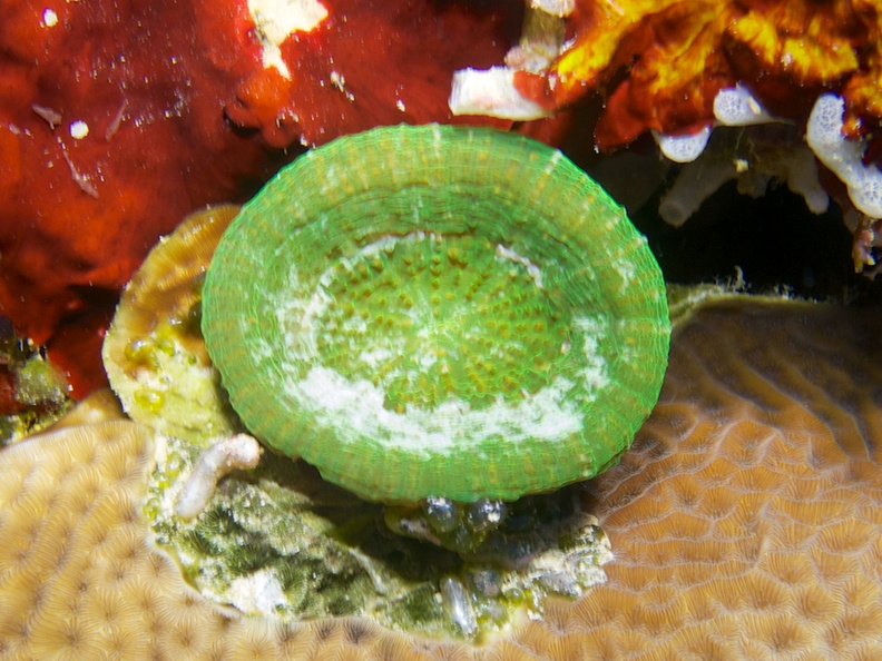 Solitary Disk Coral IMG_5136.jpg